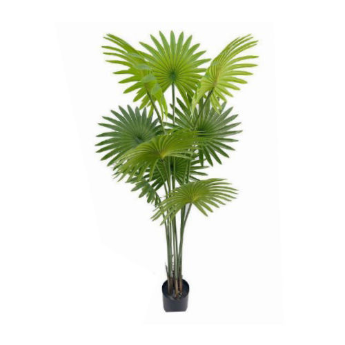 Fan Palm