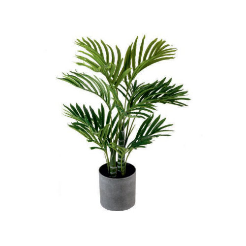 Palm With Pot Plant