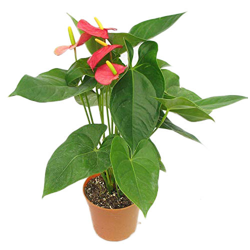 Red-green Anthurium Plant