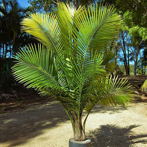 Ravina Palm Plant