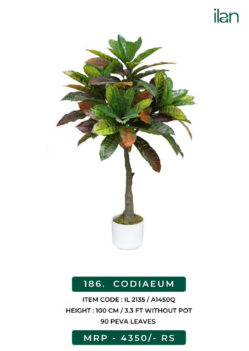 CODIAEUM 2135