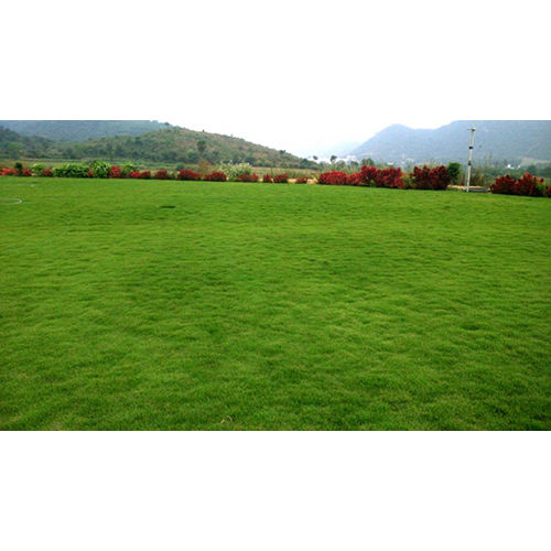 Washable Korean Lawn Grass