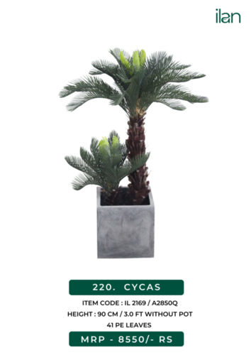 CYCAS 2169