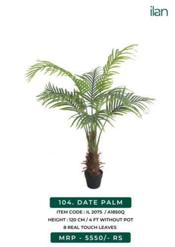 date palm