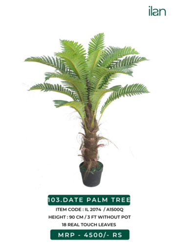 date palm tree 2074