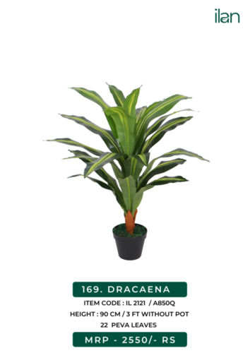 dracaena 2121