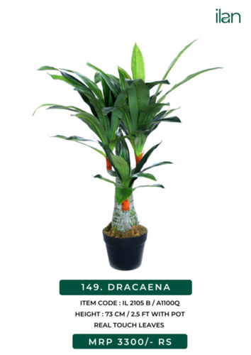 dracaena 2105 B