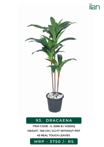 DRACAENA 2066 B