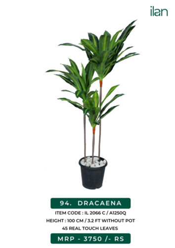 DRACAENA 2066 C