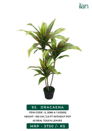 DRACAENA 2066 A