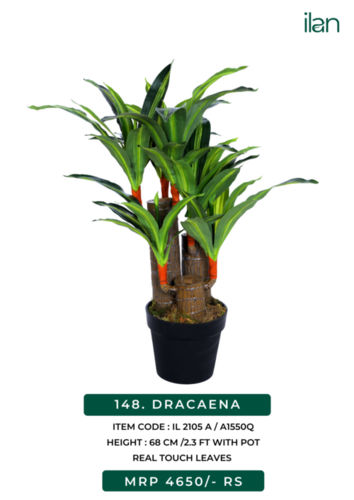 dracaena 2105 a