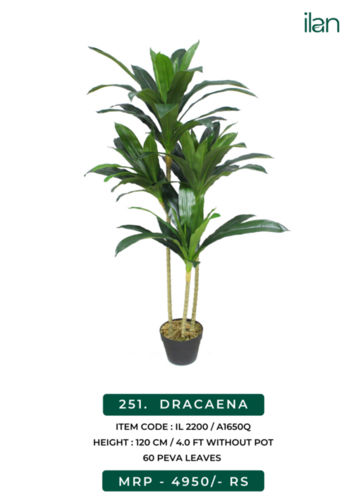 DRACAENA 2200