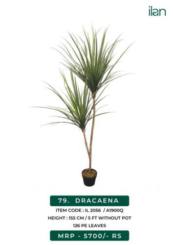 dracaena 2056