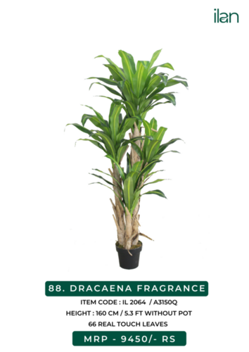 dracaena fragrance