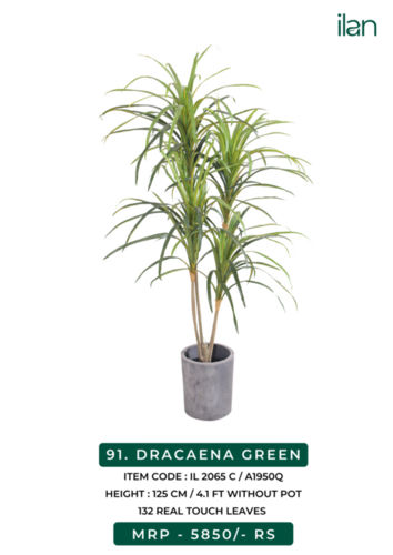 dracaena green