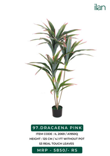 DRACAENA PINK