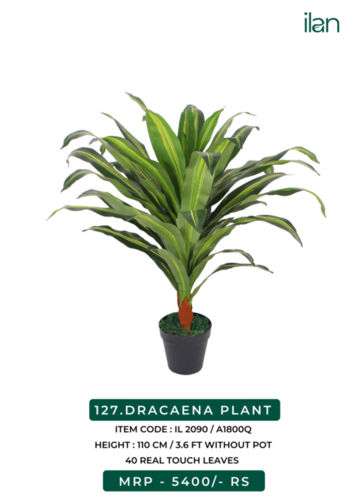 DRACAENA PLANT