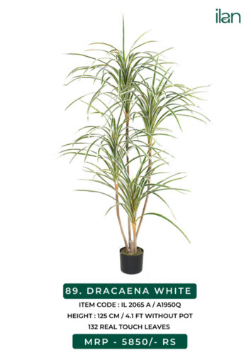 DRACAENA WHITE