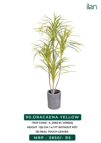 dracaena plant