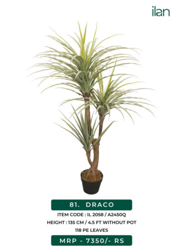 draco plant