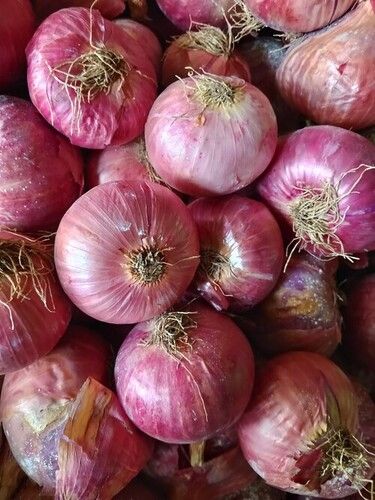 Fresh Red Onion In Howrah - Prices, Manufacturers & Suppliers