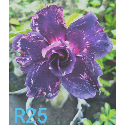 R25 Adenium Plant