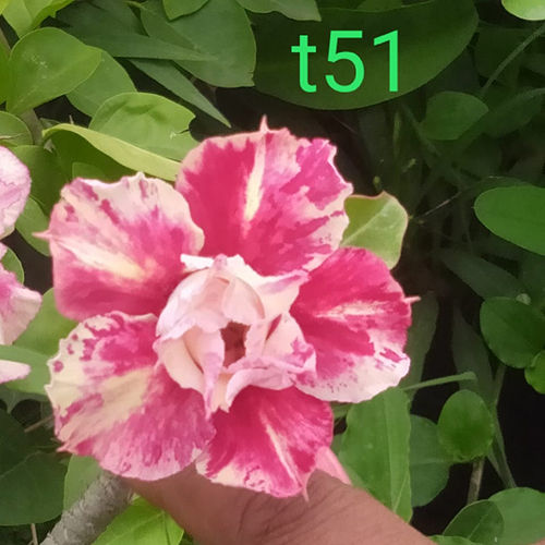 T51 Adenium Plant