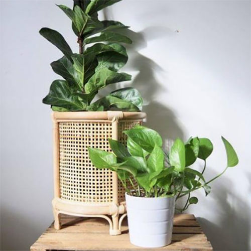 Bamboo Planter