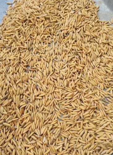 Brown Hr 47 Parmal Rice Paddy