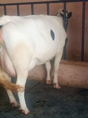 Indian H F cow