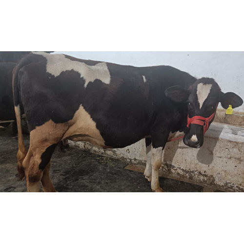 Indian HF Cow