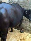 Indian murrah buffalo