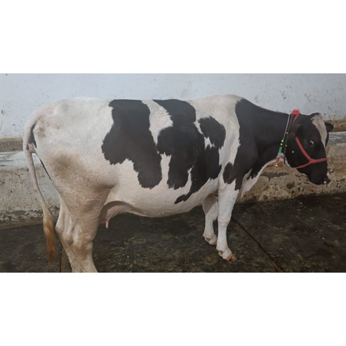 different-available-pure-hf-cow-at-best-price-in-karnal-balaknath-dairy-farm