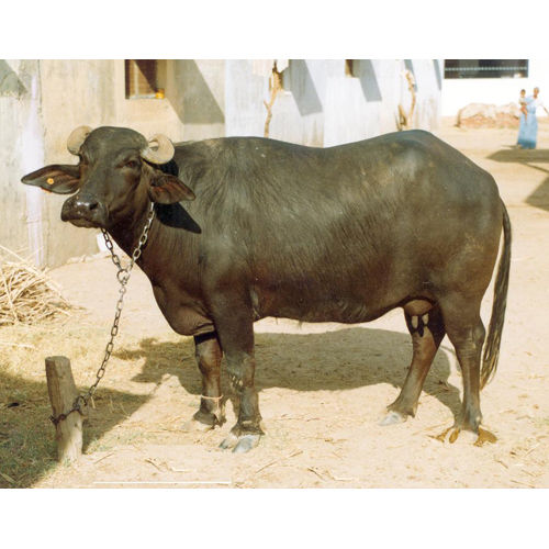 Different Available Indian Murrah Buffalo At Best Price In Karnal ...