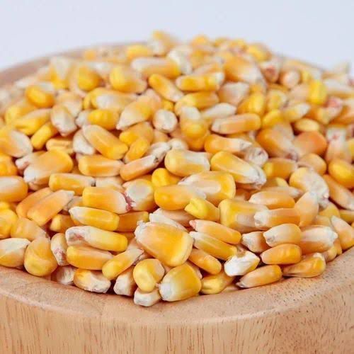 Corn Seeds - Bulk Purity 99%, Varied Seed Size | Yellow, Disease Resistant, Fast Growth, High Yield, Easy to Plant, Versatile Use