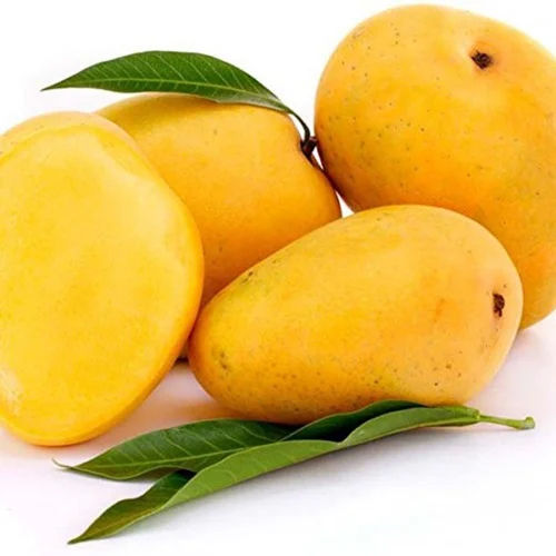 Fresh Alphonso Mangoes - Medium Size, Golden Yellow Skin - Sweet, Aromatic Flavor with Creamy Texture