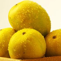 Fresh Alphonso Mangoes