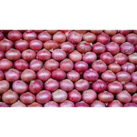 Fresh Organic Red Onion
