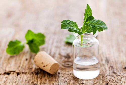 Mint Oil