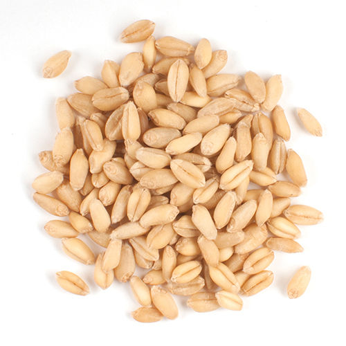 Brown Soft White Wheat