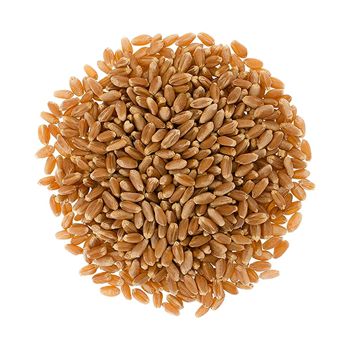 Hard Red Winter Wheat