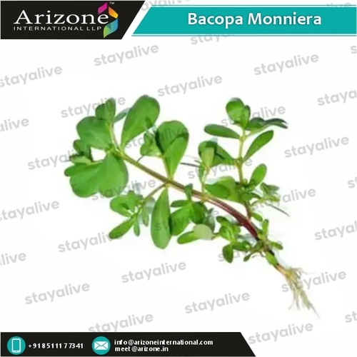 Bacopa Monniera