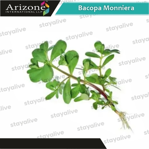 Bacopa Monniera