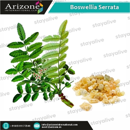 Boswellia Serrata