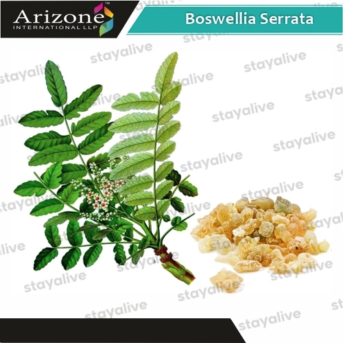 Boswellia Serrata