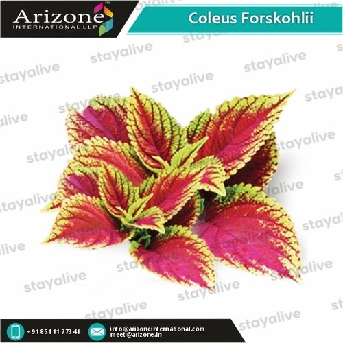 Herbal Product Coleus Forskohlii