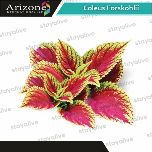 Coleus Forskohlii