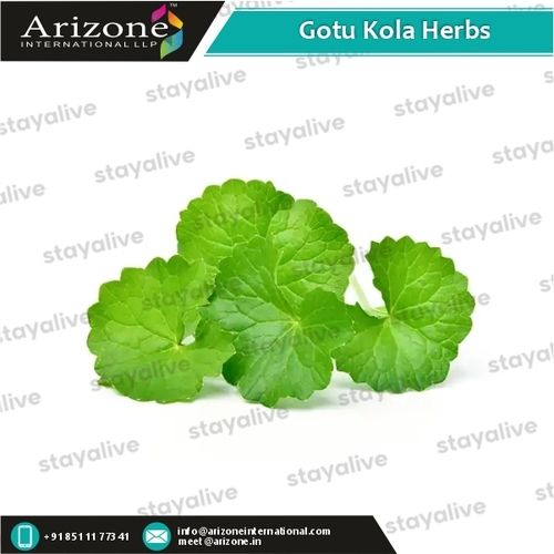 Herbal Product Gotu Kola Herbs