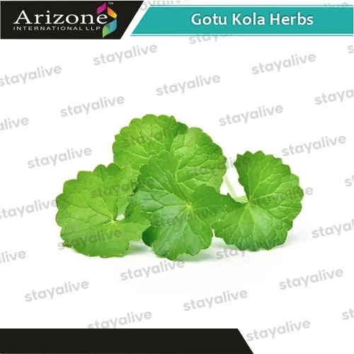 Gotu Kola Herbs
