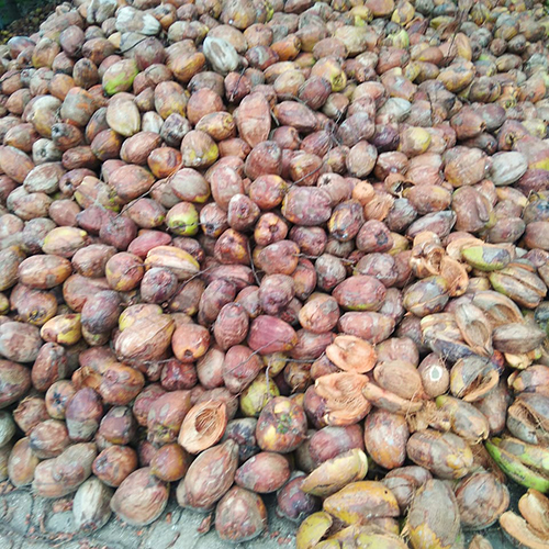 Matured Coconut - Diamond Shaped, Whole Husk | Fresh & Dried Variety For Versatile Culinary Uses